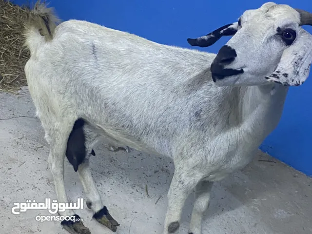 ماعز + طلي 2026