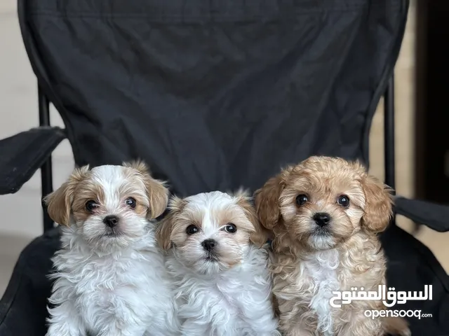 Multipoodle