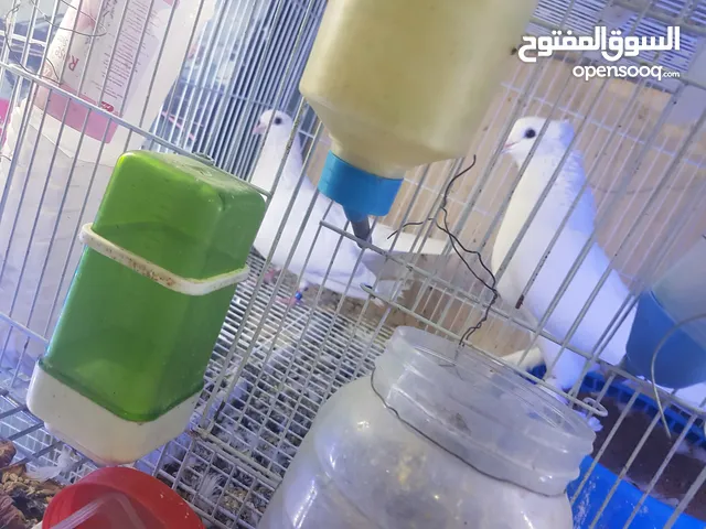 حمام واحد وقواق وواحد زاجل وواحد صفاق