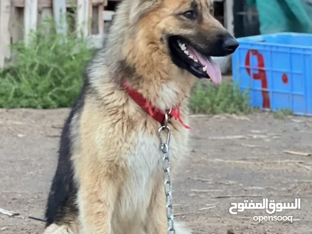 كلبة جيرمن شيبرد