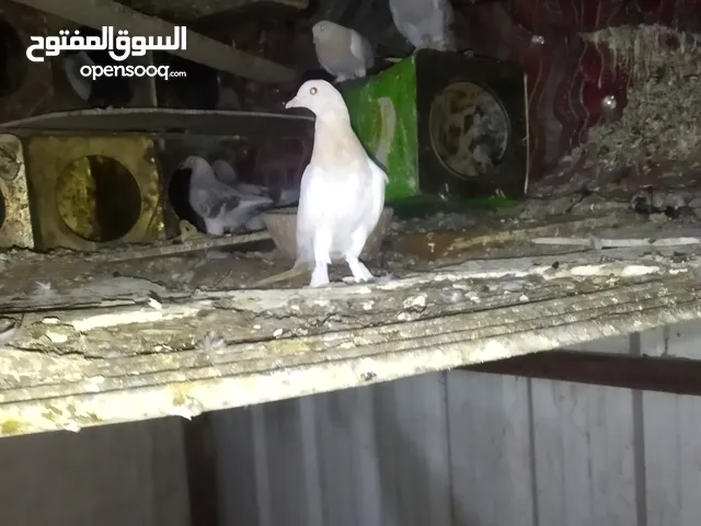 حمام تركي قلاب فاخر من الآخر