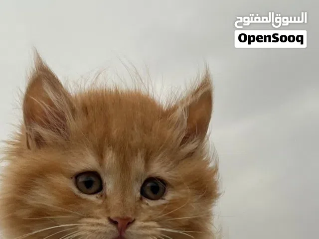 للبيع قطة شيرازي