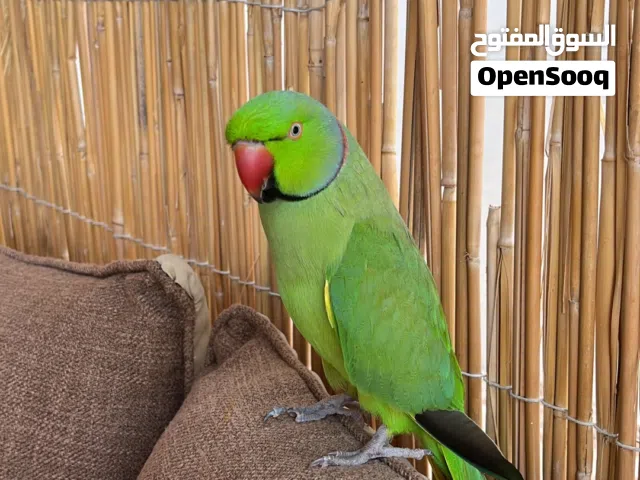 طير دره