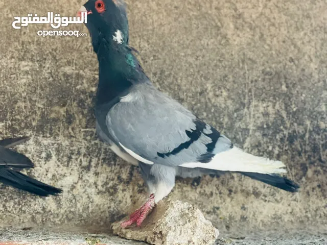 حمام انواع نخب اول معاكيف وبغدادي وابلق