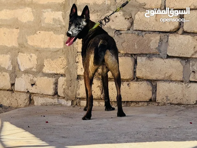 نتايه مينوا