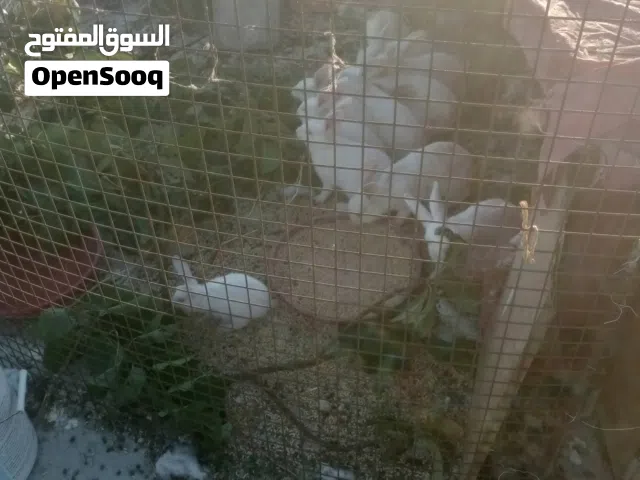 موجود 19 ارنب فرنسي ماشاه الله 14 كبير شغلات 2 زغار 3 وصط 3 معشير المجموع 19 الله يبارك لا صاحب نصيب