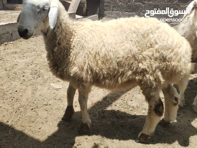 طلي ذبيحة للبيع