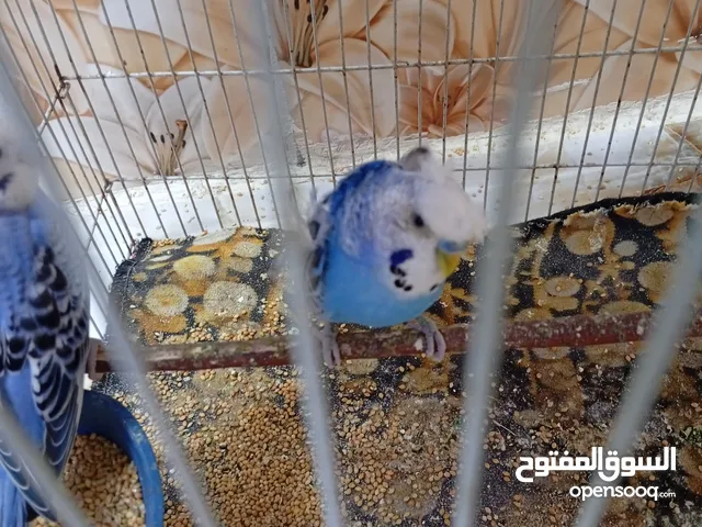 طير حب هاجرمو للبيع