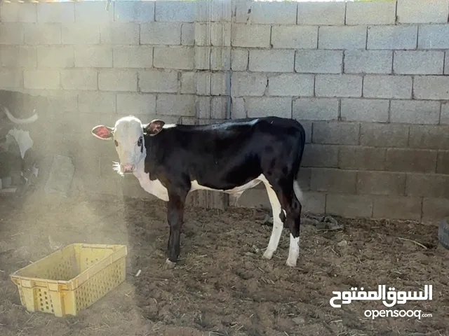 إعلان بيع مواشي ظفارية