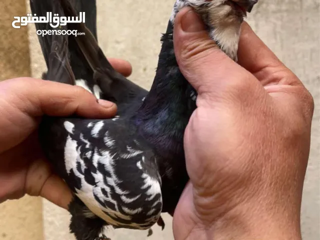 فحول وطواير وجواز بصلاة ع نبي