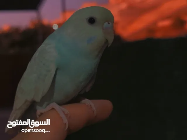 طير حب أليف مناسب للأطفال