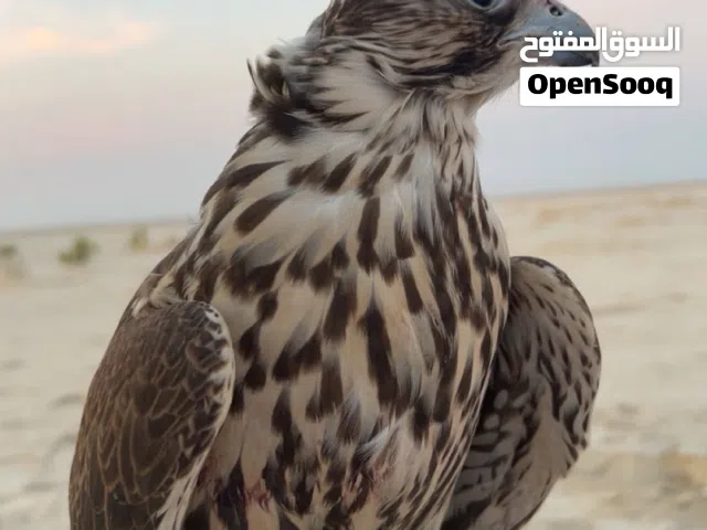 قرموشة حرار