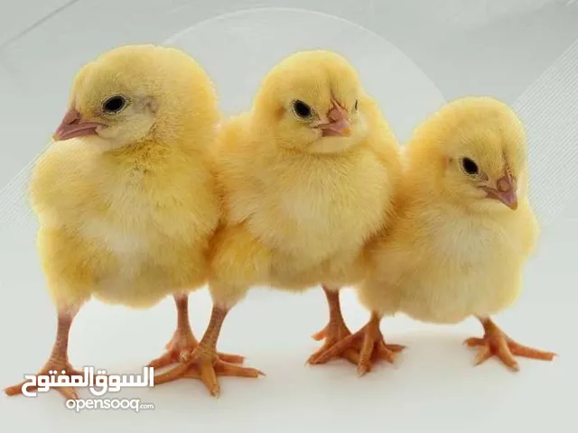 صيصان محليه متوفر كميه