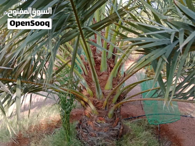 السلام عليكم يوجد لدينا جميع أنواع النخيل فروخ ونقايل مجدول وسكري وصقعي ومجدول واخلاص وهلالي