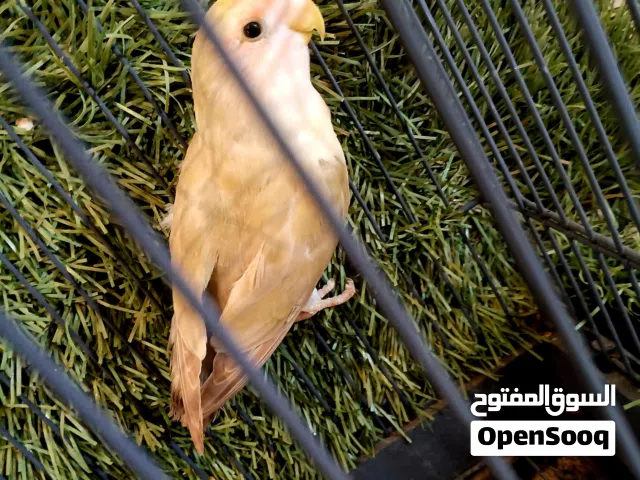 طرف بركديلو ربي بارك