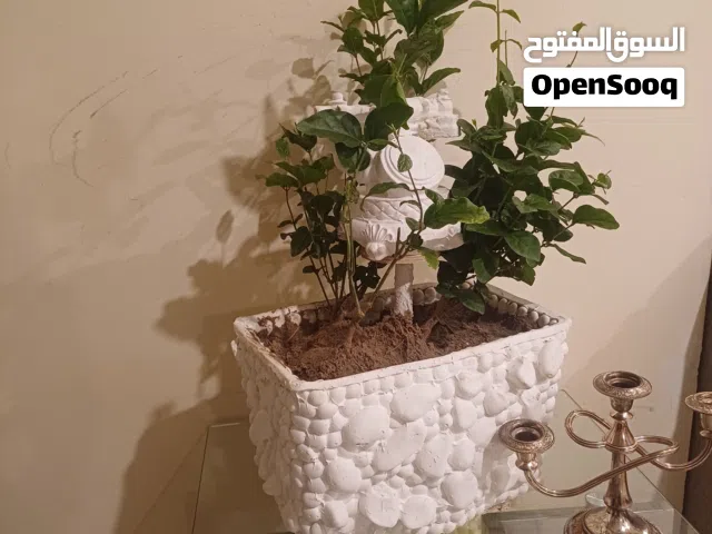 فاز للزرع يمتص الاملاح