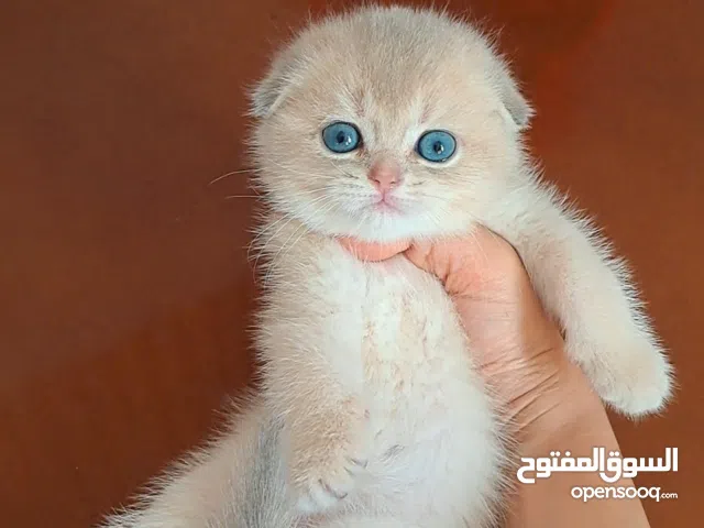 Scottish Male Around 55 days