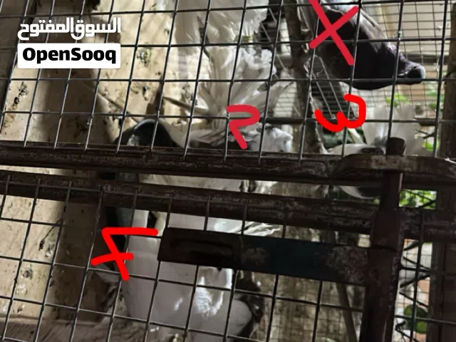 حمام فانتيل (Fantail pigeon).