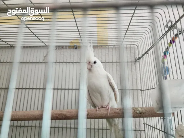 زوج كوكتيل البينو