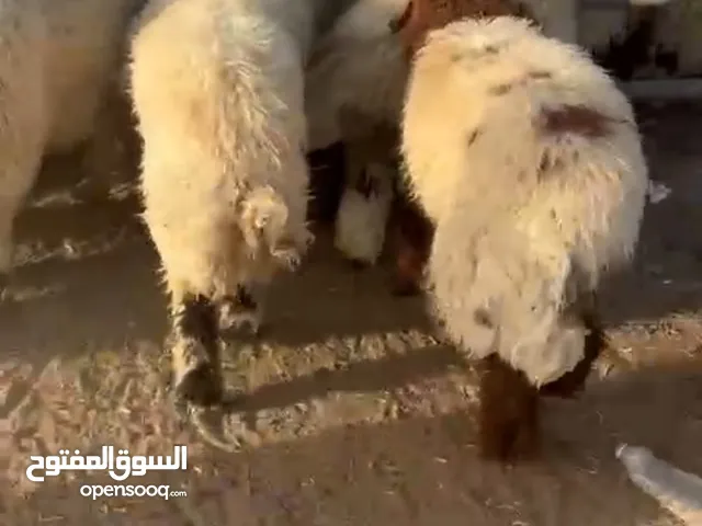 للبيع اضاحي