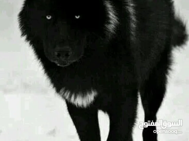 الذئب النبيل