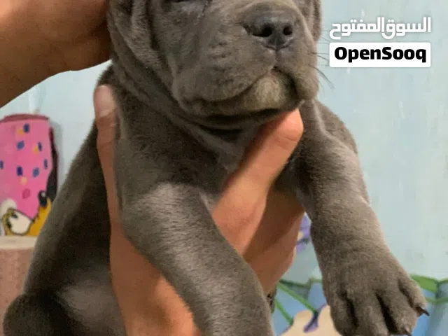 اضخم واحلى وأخر بنوته كين كورسو