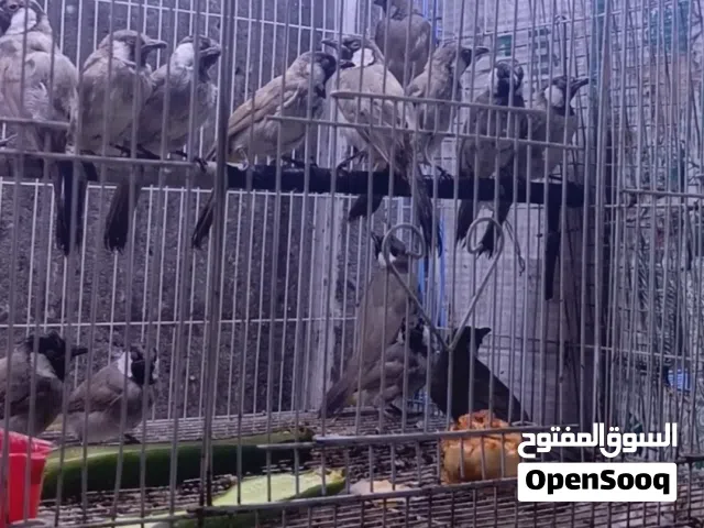مخاليف وحشيه سعر لتك 20 أبو الخصيب حمدان