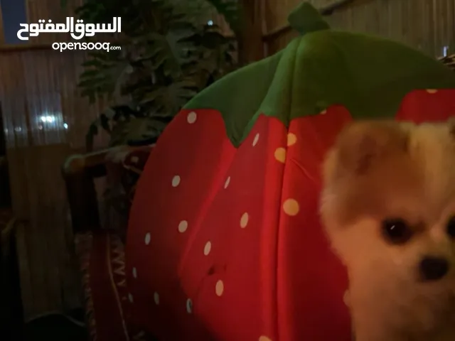 مني بوبرمينيان