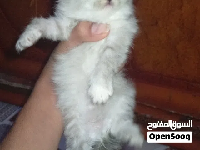 قطط البيع العدد 4 العمر شعر نضيفات يشربن حليب
