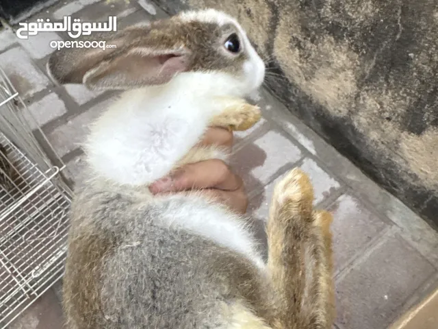 rabbits for sale