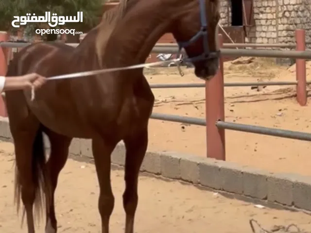 حصان اشقر للبيع