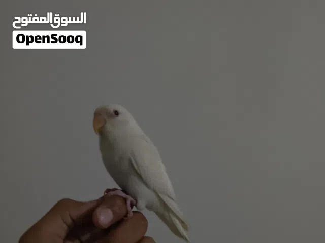 فرخ روز مروض فل أقرا الوصف