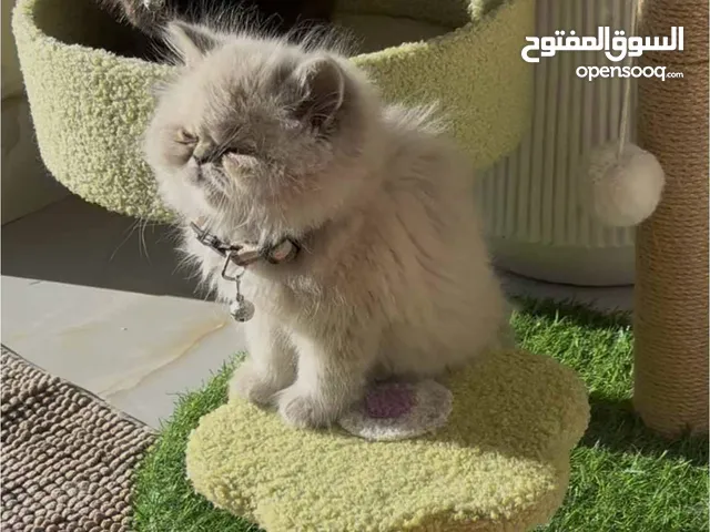 ذكر هملايه مكس بيرشن ليس تبني تفاصيل تحت
