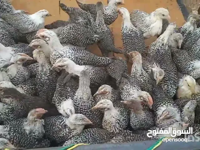دجاج فيومي كتاكيت