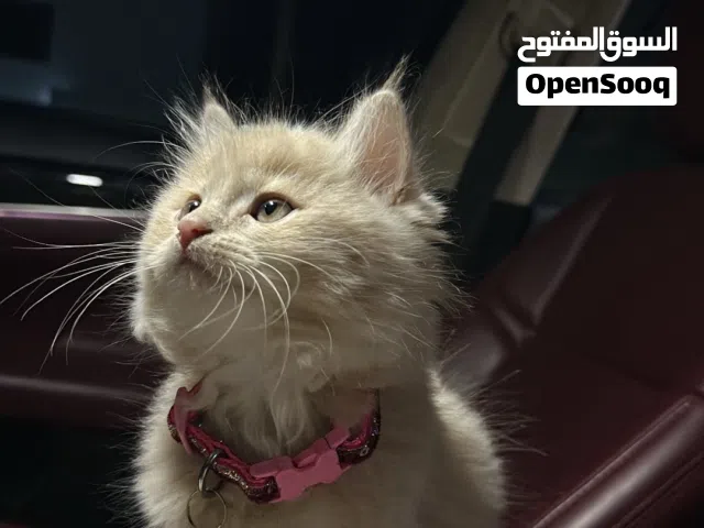 قط ذكر اليف