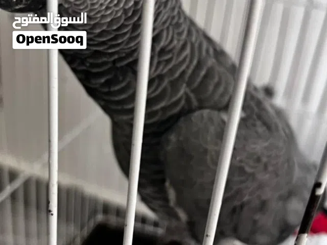 السلام عليكم ببغاء زنجباري