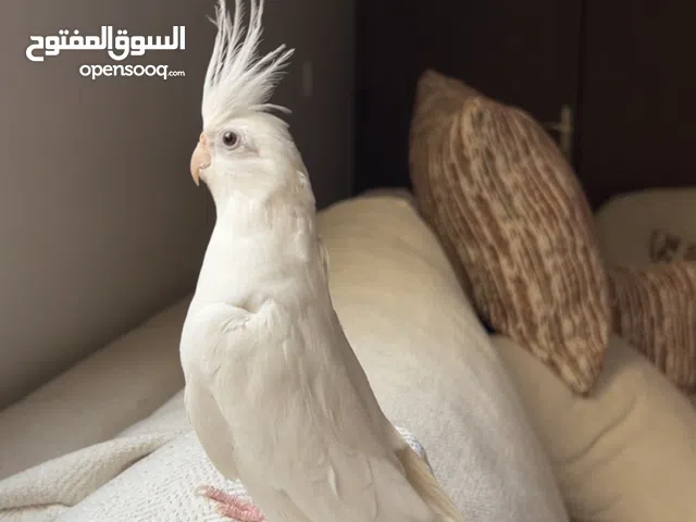 كروان البينو اليف