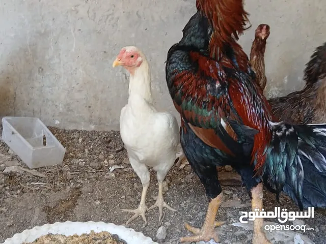 دجاج باكستاني حر