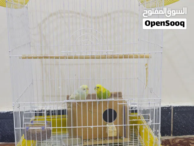 طيور حب مع القفص