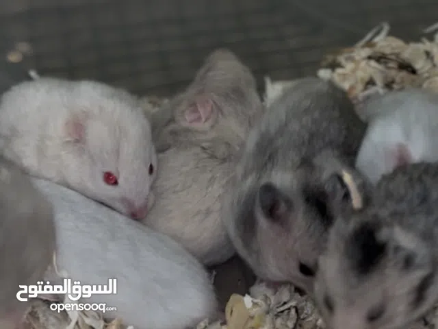 هامستر للبيع