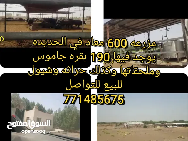 Farm Land for Sale in Al Hudaydah Other