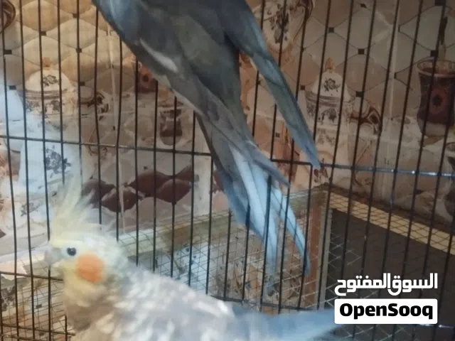 كوكتيل زوج حبشي شرط البياض