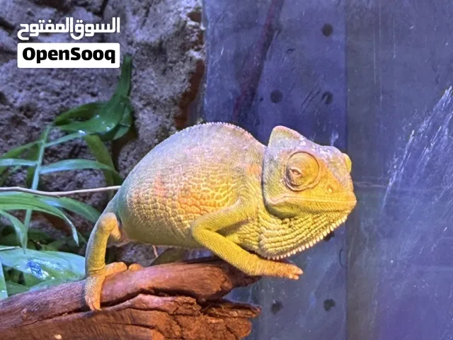 حرباء خضراء - Green Chameleon