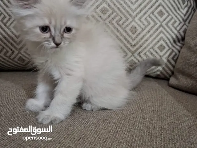 كتن شانشيلا جاهزين لبيتهم الجديد العمر شهرين