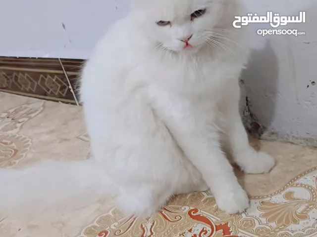 قطط فحل ونثيه