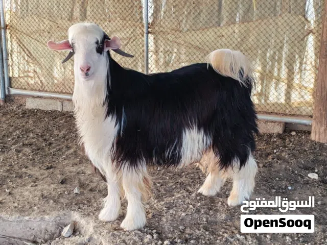 تيس رحبي للبيع