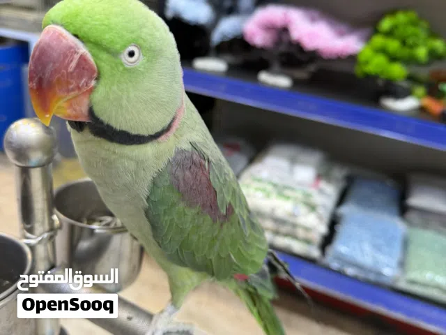 ببغاء اليكساندرا اليف جدا وثوب كامل