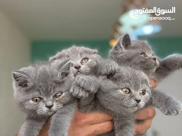 قطط سكوتش فولد و بريتش للبيع Scottish Fold & British Shorthair