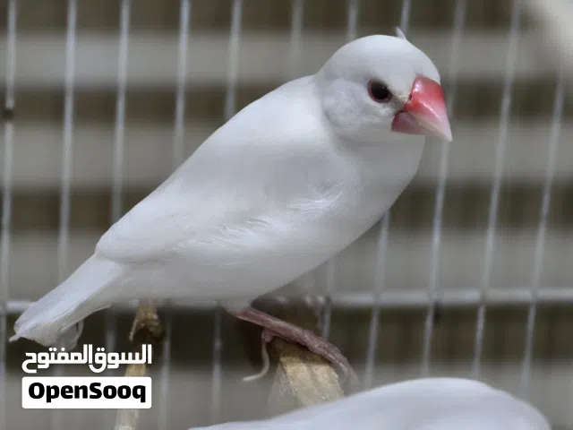 طيرة نثية جاوا