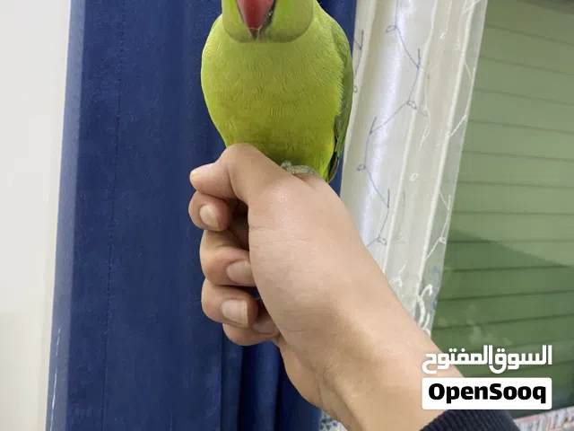 مخلف دره هندي